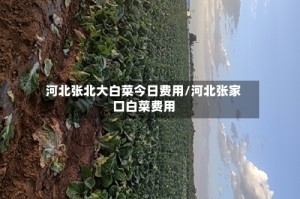 河北张北大白菜今日费用/河北张家口白菜费用