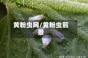 黄粉虫网/黄粉虫前景