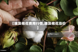 【埃及棉花费用行情,埃及棉花涨价】