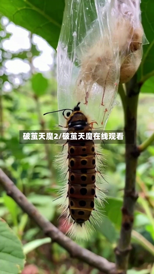 破茧天魔2/破茧天魔在线观看-第3张图片