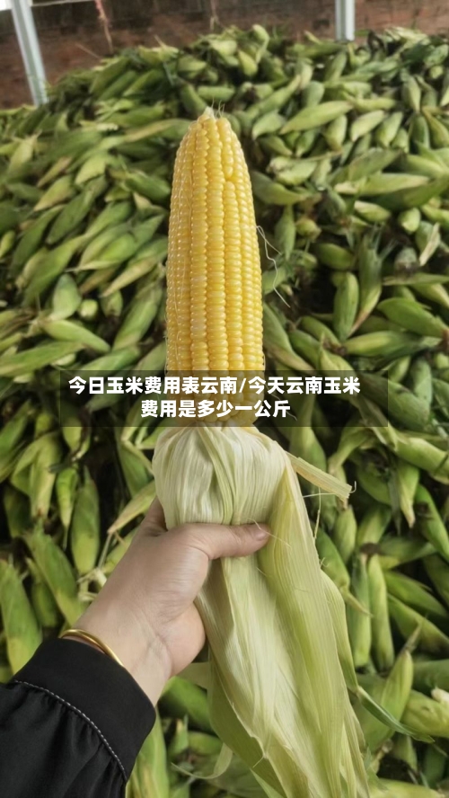 今日玉米费用表云南/今天云南玉米费用是多少一公斤-第2张图片