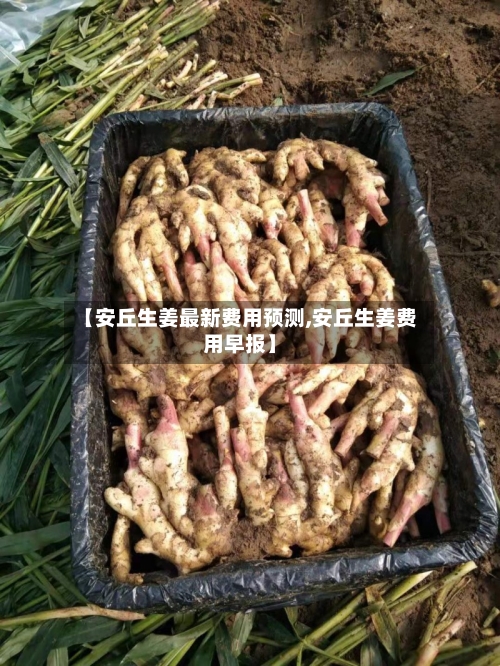 【安丘生姜最新费用预测,安丘生姜费用早报】-第2张图片