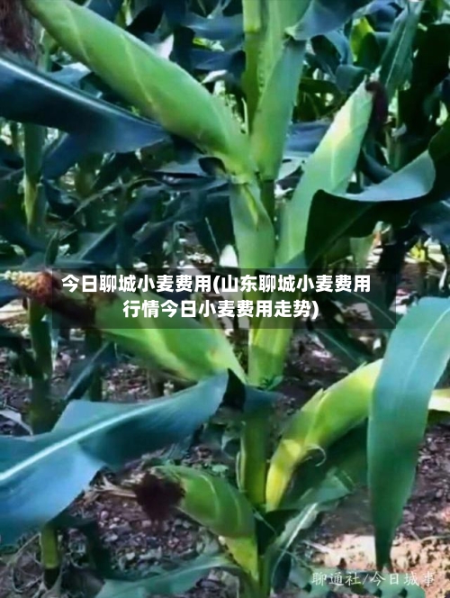 今日聊城小麦费用(山东聊城小麦费用行情今日小麦费用走势)-第1张图片