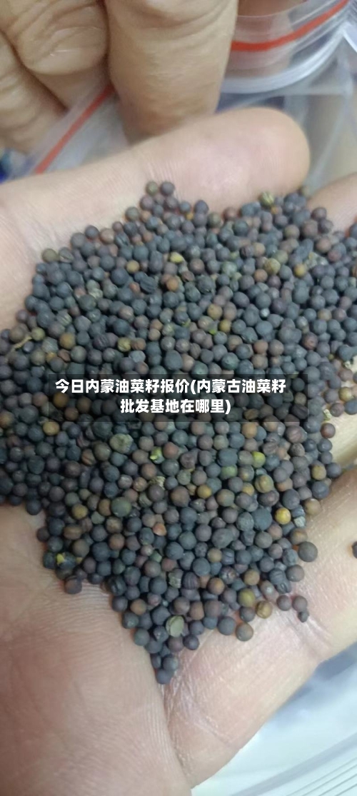 今日内蒙油菜籽报价(内蒙古油菜籽批发基地在哪里)-第1张图片