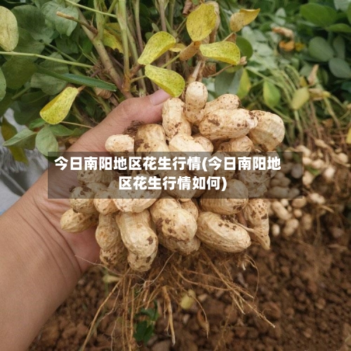 今日南阳地区花生行情(今日南阳地区花生行情如何)-第2张图片