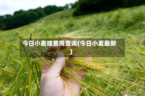 今日小麦啥费用查询(今日小麦最新)-第2张图片