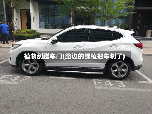 植物刮蹭车门(路边的绿植把车划了)-第1张图片