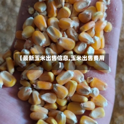 【最新玉米出售信息,玉米出售费用】-第1张图片