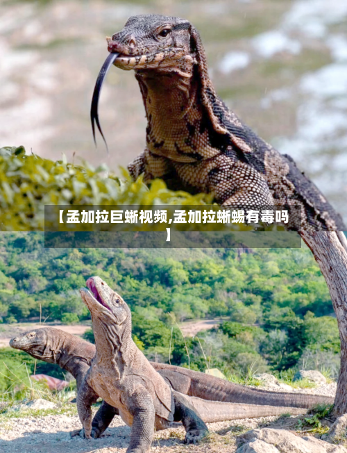 【孟加拉巨蜥视频,孟加拉蜥蜴有毒吗】-第2张图片