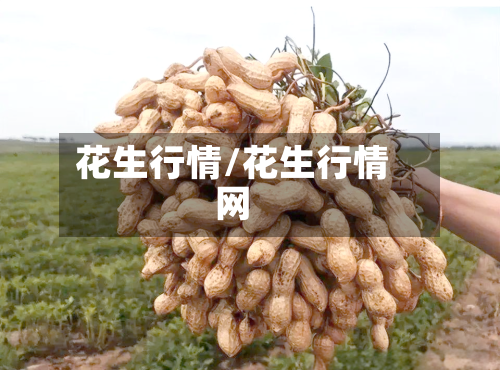 花生行情/花生行情网-第1张图片