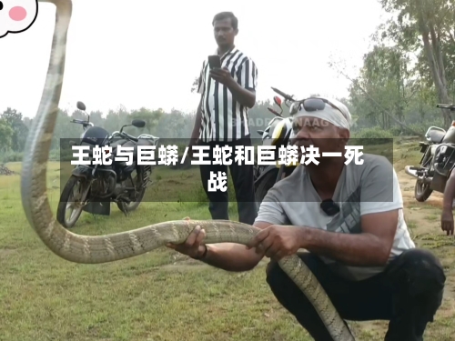王蛇与巨蟒/王蛇和巨蟒决一死战-第3张图片
