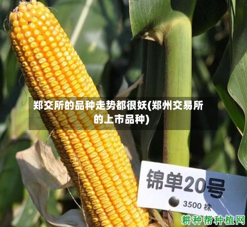 郑交所的品种走势都很妖(郑州交易所的上市品种)-第2张图片